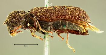 Media type: image;   Entomology 3662 Aspect: habitus lateral view